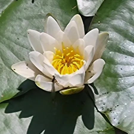 Dhamma-retreat In * Berlijn