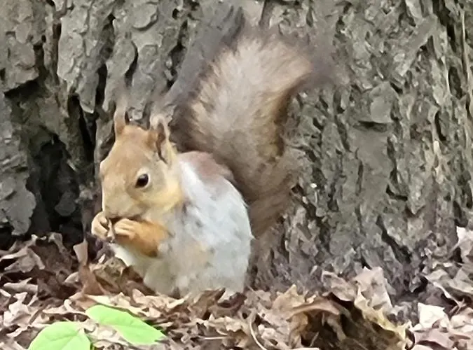 Dhamma-retreat In Berlin
