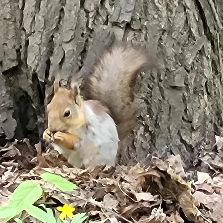 Dhamma-retreat In Berlino