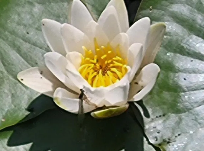 Dhamma-retreat In * Berlín